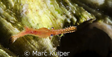 plumed shrimp. by Marc Kuiper 